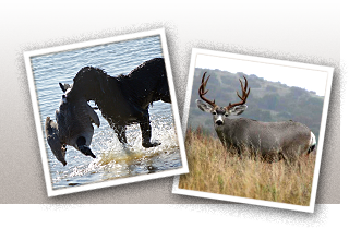 Two Images: One of a dog running in the water with a duck in it's mouth. The second is a picture of a mounted deer rack.
